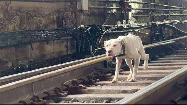 Missouri Pup On The Tracks Waited For A Miracle As The Train Drew Near