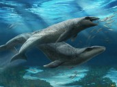 Descubren en Australia ballena prehistórica con aspecto de “Pokémon” y dientes de depredador