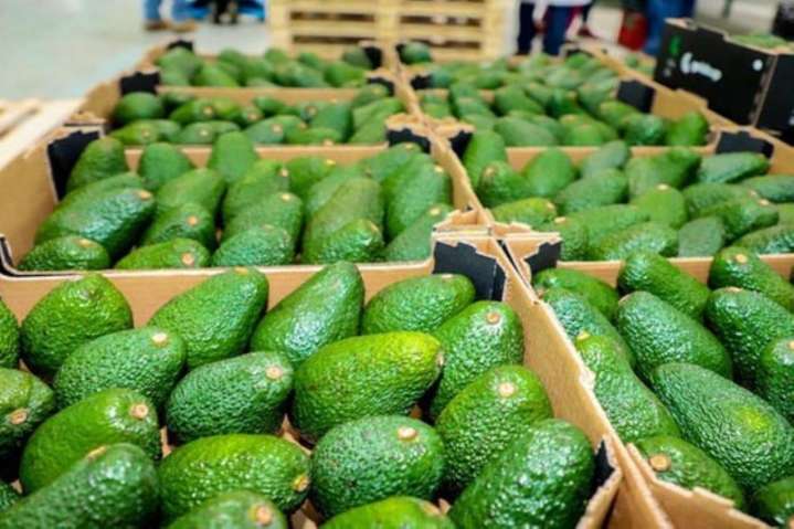 Envíos de palta peruana crecieron 16% en primer semestre de 2025