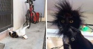 42 Very Strange But Funny Photos Of Cats Shared By An IG Account Obsessed With Felines