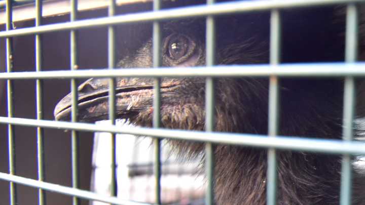 Revisit some of the weirdest animal sightings in North Jersey