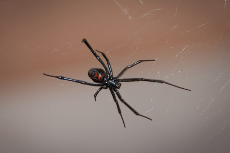 Alerta el aumento de casos de mordedura de la araña viuda en Hidalgo