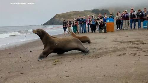 Fatal kidney disease in sea lions along CA coast could impact pets, marine biologists warn
