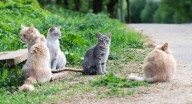 Dead cats at a California college spark disturbing questions