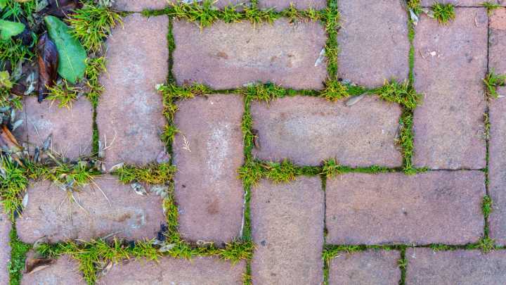 The Household Solution That Fights Off Unwanted Weeds In The Garden