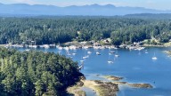 Island Trustees deny Centre Stage Holdings tree removal permit