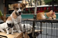 Cuesta más a dueños alimentar mascotas