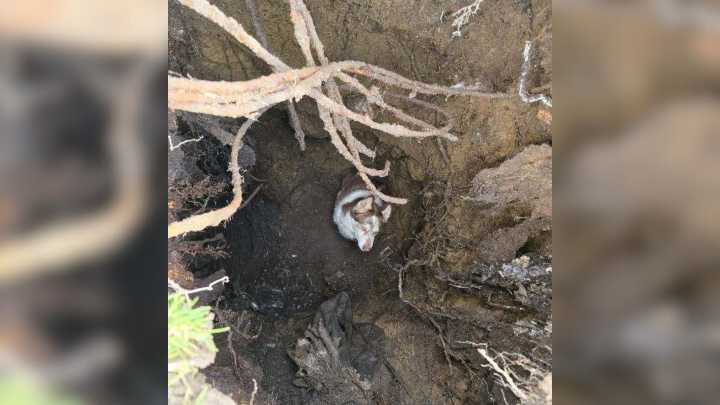 Washington Family Shocked After Dog Suddenly Vanishes From Yard During Playtime