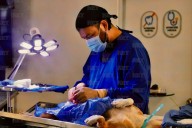Realizan campaña de esterilización gratuita en el kilómetro 29