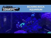 Inside a Bizarre Boca Aquarium and more