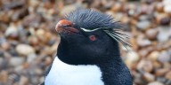 Heridas profundas, animales atrapados y rescates al límite: el impacto de la acción humana sobre la fauna marina se profundiza