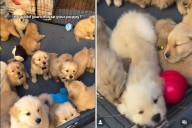 Woman Goes to Pick Golden Retriever—Shares Moment Puppy 'Chose' Her Instead