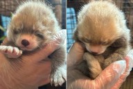 2 Rare Red Pandas Born at Montana Zoo: Photo