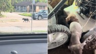 Desperate Dog Mom Roamed Texas Streets Gathering Food Scraps, Just To Help Her Babies