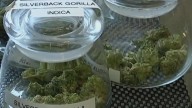 Medical marijuana expansion in Texas starts Sept. 1; hemp bills remain stalled