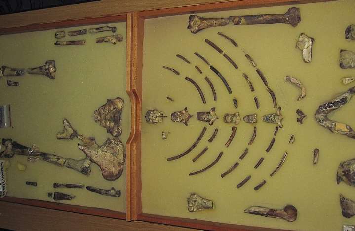 Ethiopian fossil Lucy leaves for her first exhibition in Europe
