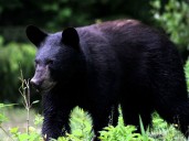 Bear attack leaves Pemberton woman bloodied but alive