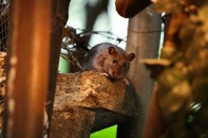 New York declares total war on prolific rat population
