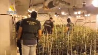 Desmantelan en una vivienda de Hinojos un cultivo de 455 plantas de marihuana listas para recolectar