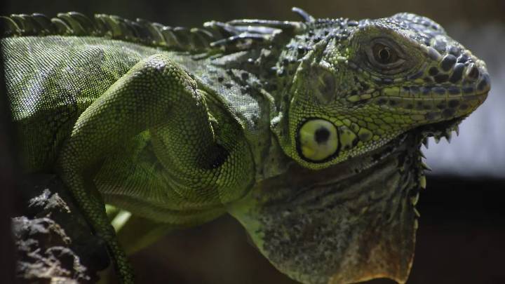 Kots Kaal Pato: el ritual yucateco que maltrata animales hasta matarlos