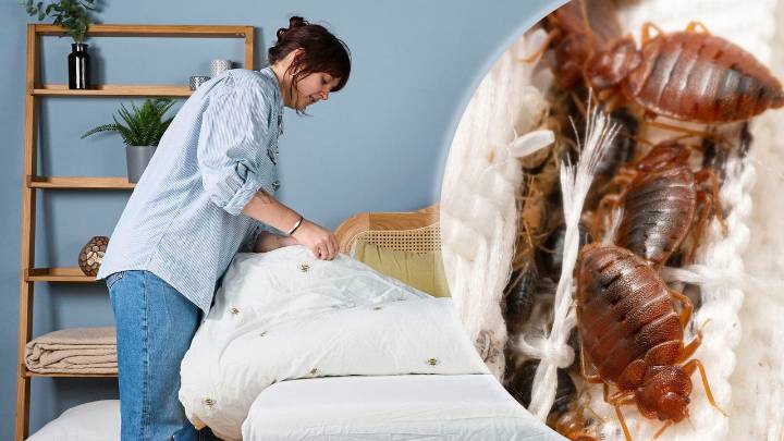 Dorm rooms are a haven for bed bugs — here's how to to find and remove them from your college mattress