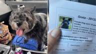 Senior Dog With A Mysterious Past Returns To Her Original Illinois Shelter After 13