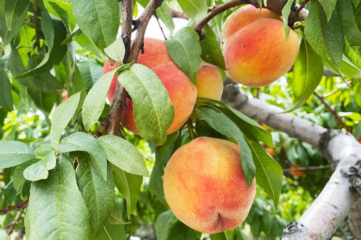 QUIZ: In praise of fresh summer peaches