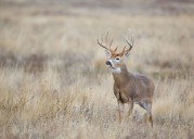 2025-26 Texas hunting and fishing licenses on sale