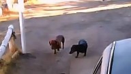 Sus perros salchicha se escaparon y le ladraron a un motociclista: tiene que pagar 600 mil pesos
