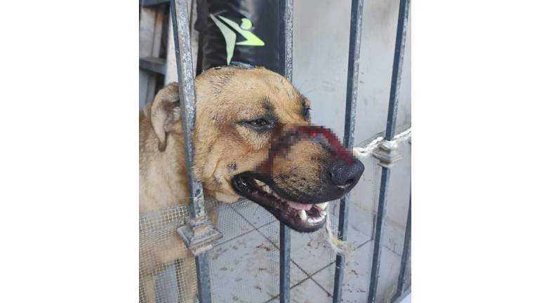 Fundación denuncia ataque con machete a perro en Culiacán