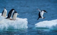 La Antártida, en fase crítica; advierten cambios acelerados debido al clima