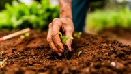 Improve The Heavy Clay Soil In Your Garden With One Easy, Natural Fix