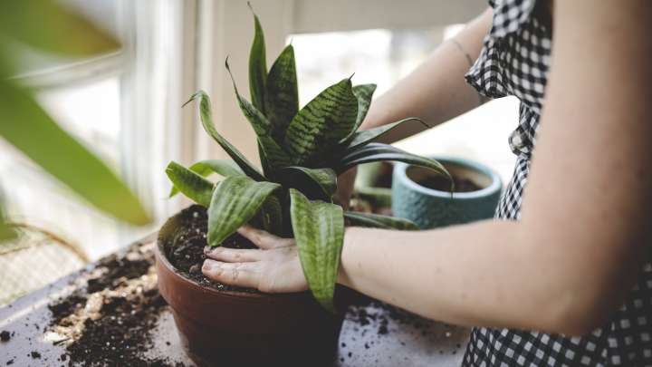 Avoid The Hassle Of Growing Snake Plants With This Charming DIY