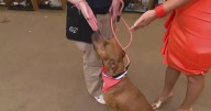 Fort Worth hosts Mega Adoption Event in effort to find over 1,000 pets homes