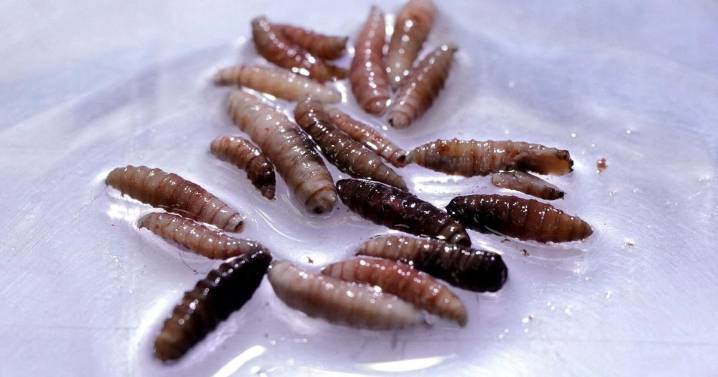 Rare human case of flesh-eating parasite New World screwworm identified in US