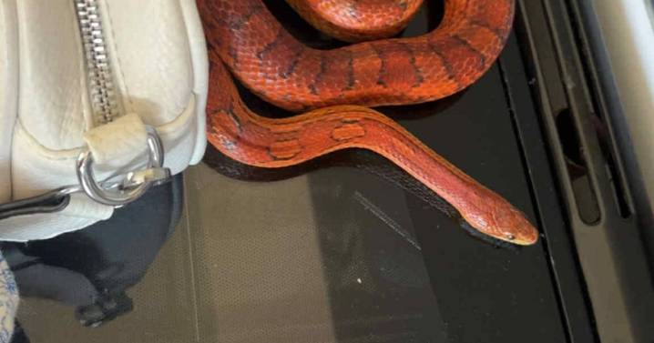 Girl's 3rd birthday party descends into chaos after real SNAKE falls out toy box