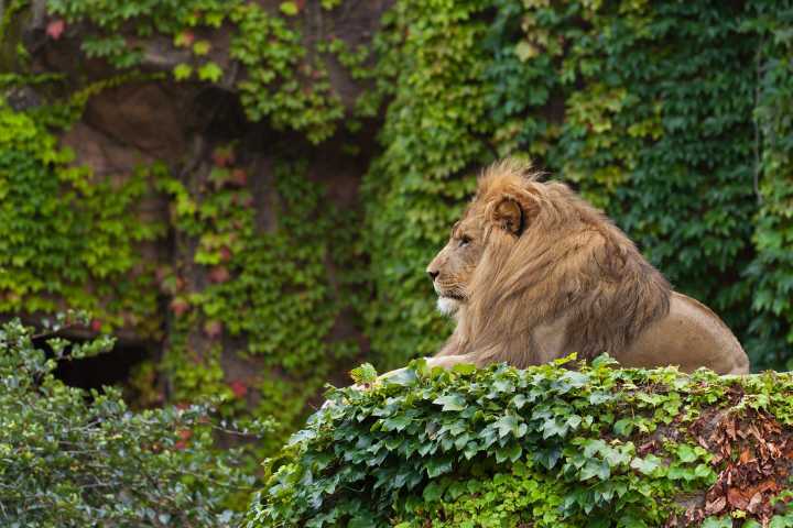 Danish Zoo Goes Viral for Feeding Pets to Predators