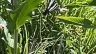 Rare butterfly spotted for 1st time in over a century at Toronto's High Park