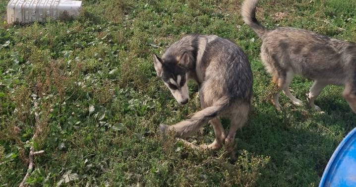 Ontario man who raised a pack of wolf-dogs worries government will euthanize them