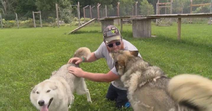Wolfdogs in northern Wisconsin help veterans deal with PTSD