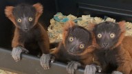 Who are the wide-eyed triplets who were born recently in Myakka City?
