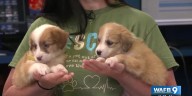 Rescue Rehome Repeat hosting several events this weekend