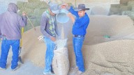 Apoyan a productores de Coronado con 120 toneladas de cebada subsidiada