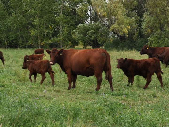 The most well-known source of lead poisoning in cattle is automotive batteries.
