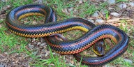 Why a state is asking for help locating an elusive reptile