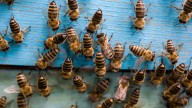 Notifican a residentes de Weslaco por ataques de abejas: les piden no salir de casa