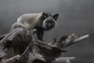 Announcing the winners of the 2025 Canadian Wildlife Photography of the Year competition