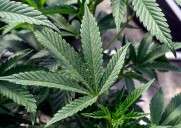 Lab reports high amounts of pesticides found in marijuana products