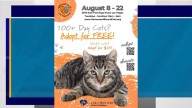 Las Vegas shelter waiving, reducing fees on certain cats this month