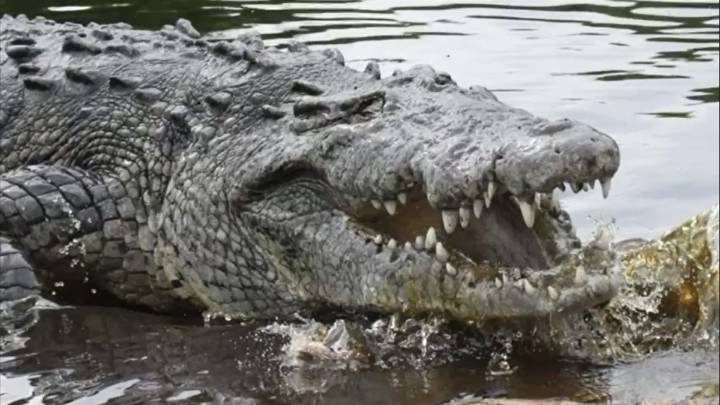 Muere ‘Tío Lucho’, el icónico cocodrilo de más de 50 años en Laguna Ventanilla, Oaxaca